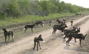 african wild dogs