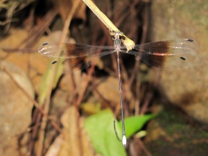 amani flatwing 2