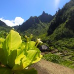 Brighamia insignis (CR) only two can be found in the wild on the island of Kauai in Hawaii.