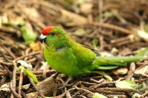 Norfolk Island Parakeet