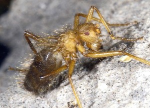 Terrible hairy fly