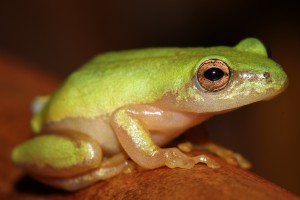 A critically endangered frog living near Durban South Africa