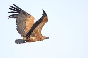 320px-The_Indian_Vulture_(Gyps_indicus)_or_Long-billed_Vulture