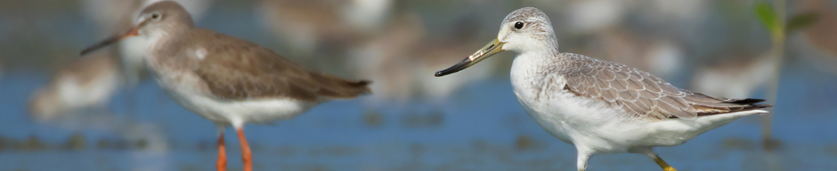 Spotted greenshank in its wintering grounds of Thailand