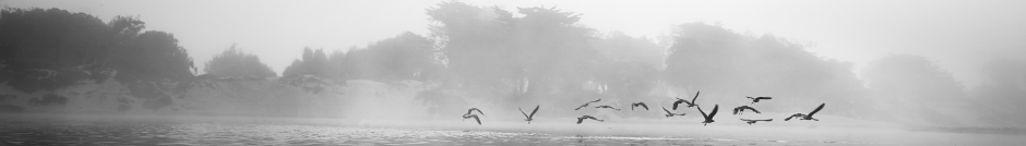 Dick Watling - Fiji petrel