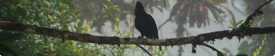 Sofia Tello - Long wattled umbrellabird