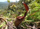 Never forget the Nepenthes