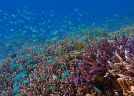 Coral and seagrass transplantation in Indonesia