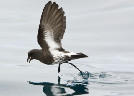 Found! Nesting NZ Storm Petrel