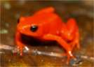 Frog probiotics