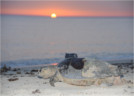 Tracking UAE's Hawksbill