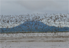 New White Paper: Why focus on species?