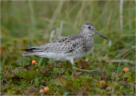 The Great Knot
