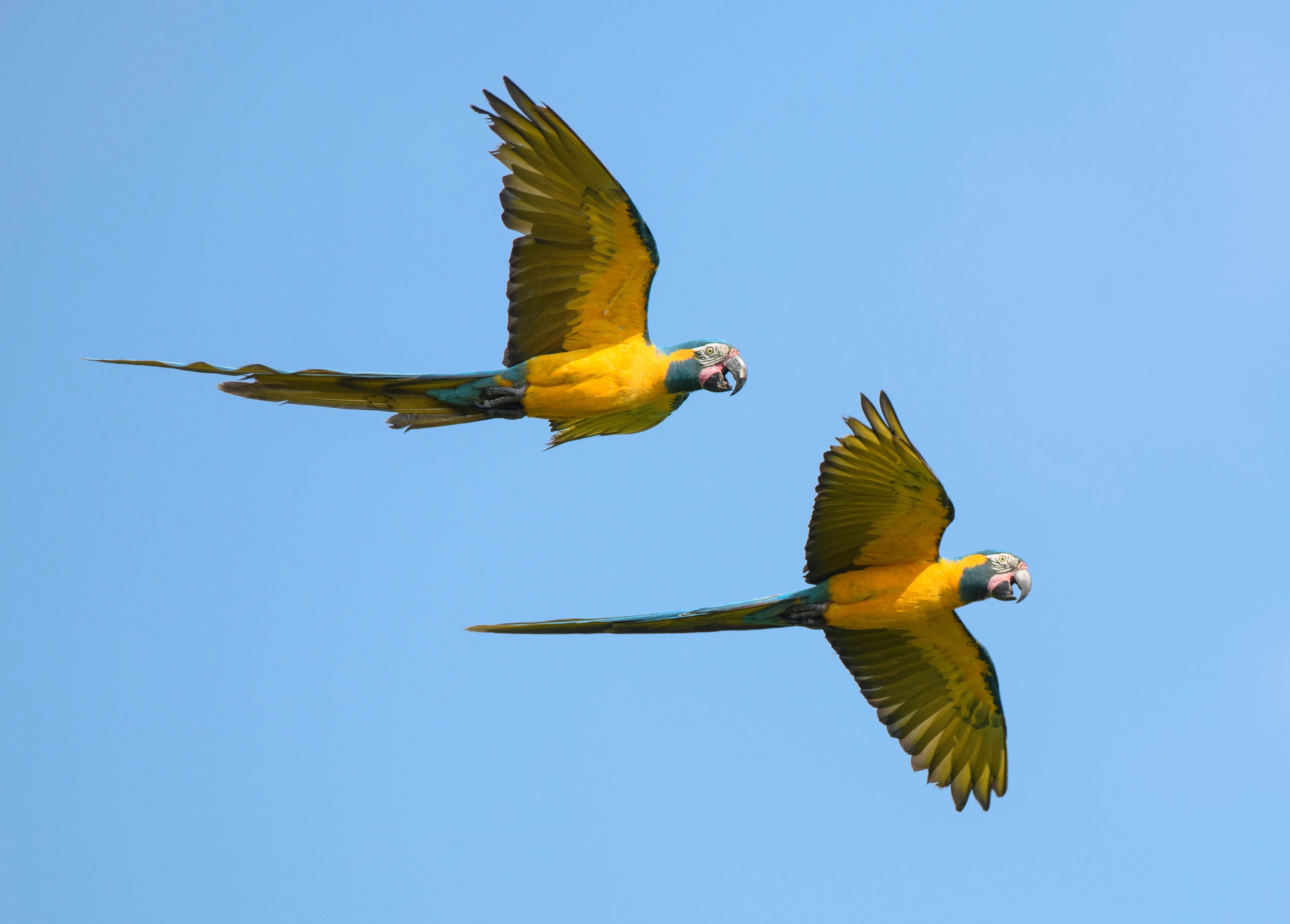 Survey Report: Effects of pandemic on conservation activities