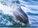Mubadala Partners with MBZ Fund to Protect Endangered Species
