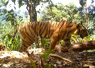Wild cats at the edge of extinction