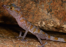 Emirati Leaf Toed Gecko feeling the heat