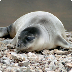 Panagiotis Dendrinos -Mediterranean monk seal